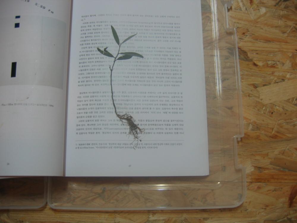 2004년 6월 15일 〈Plant collecting in my garden〉 촬영 사진 3