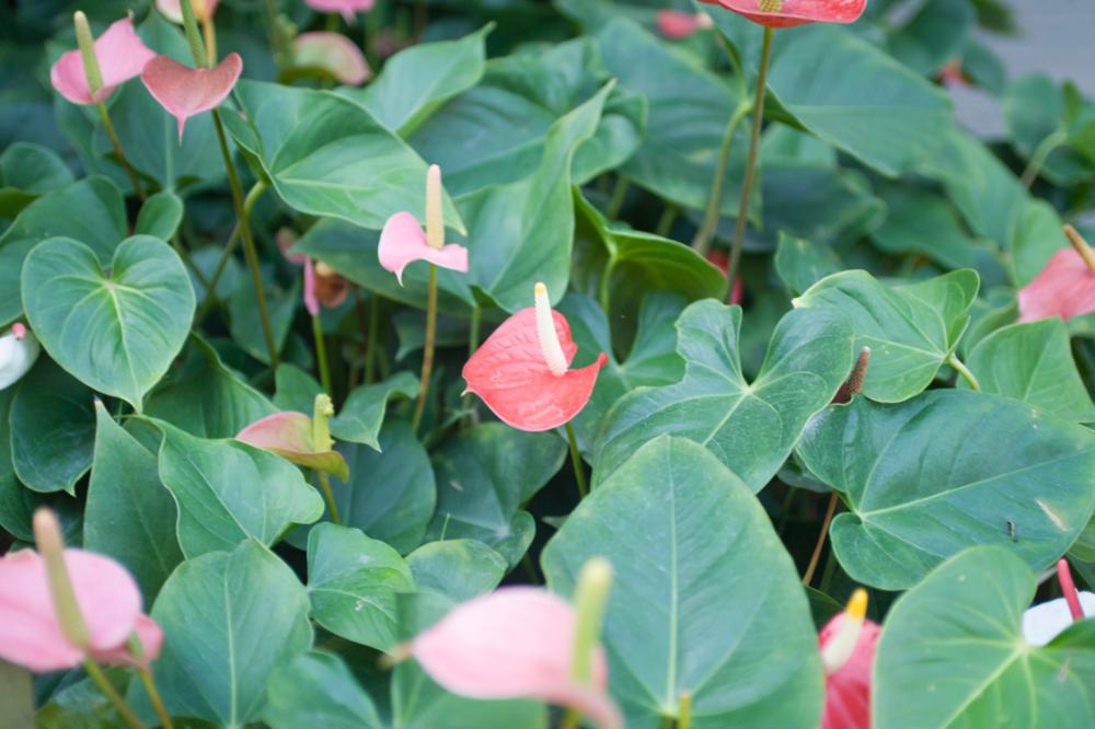 2006년 1월 30일 불광3구역