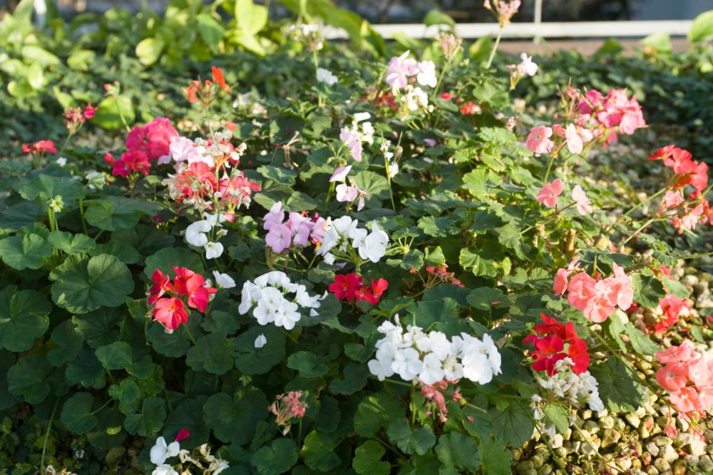 2006년 1월 30일 불광3구역