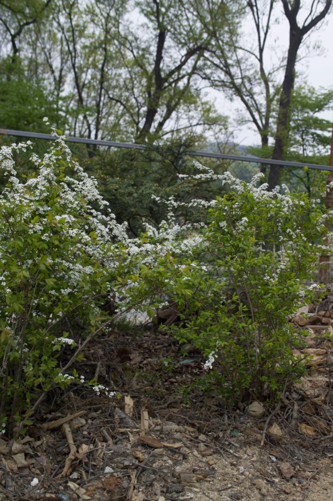 2007년 4월 27일~29일 불광5구역