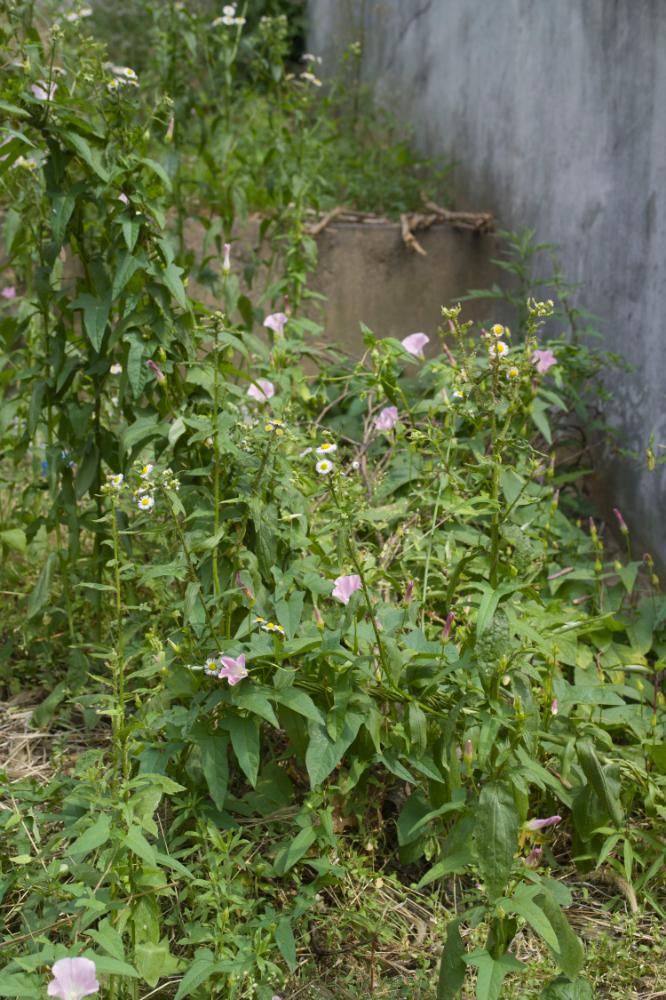 2007년 4월 27일~29일 불광5구역