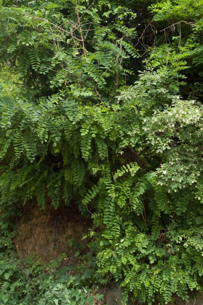 2007년 4월 27일~29일 불광5구역