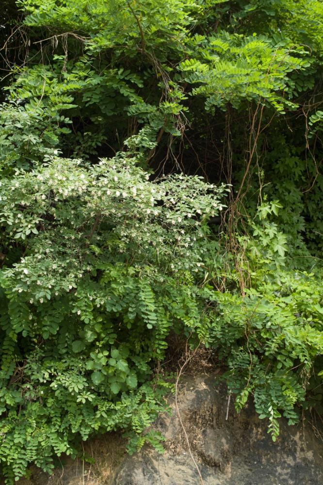 2007년 4월 27일~29일 불광5구역