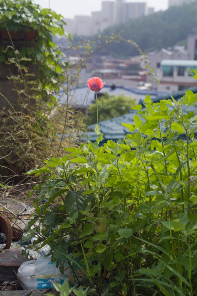 2007년 4월 27일~29일 불광5구역