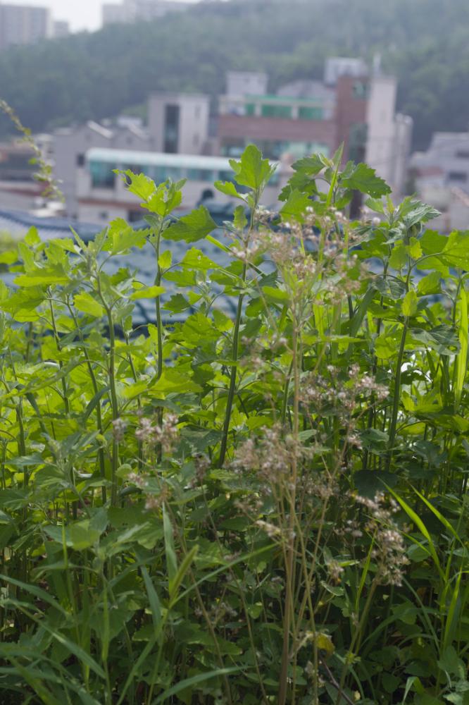 2007년 4월 27일~29일 불광5구역