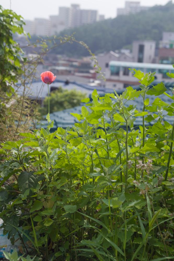 2007년 4월 27일~29일 불광5구역