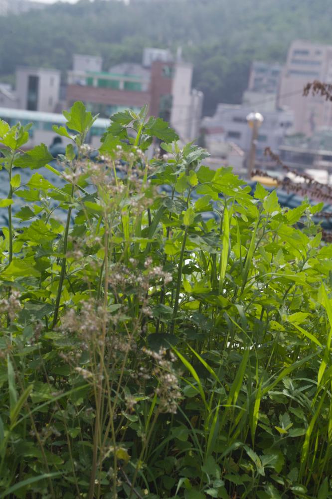 2007년 4월 27일~29일 불광5구역