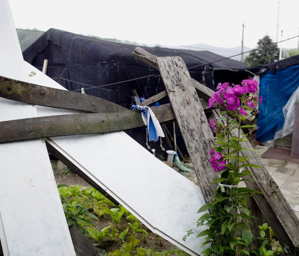 〈은평 뉴타운 - 분홍꽃〉 사진파일 1