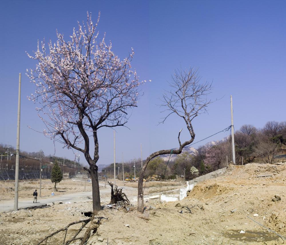 〈은평 뉴타운 - 살구나무〉 사진파일 1