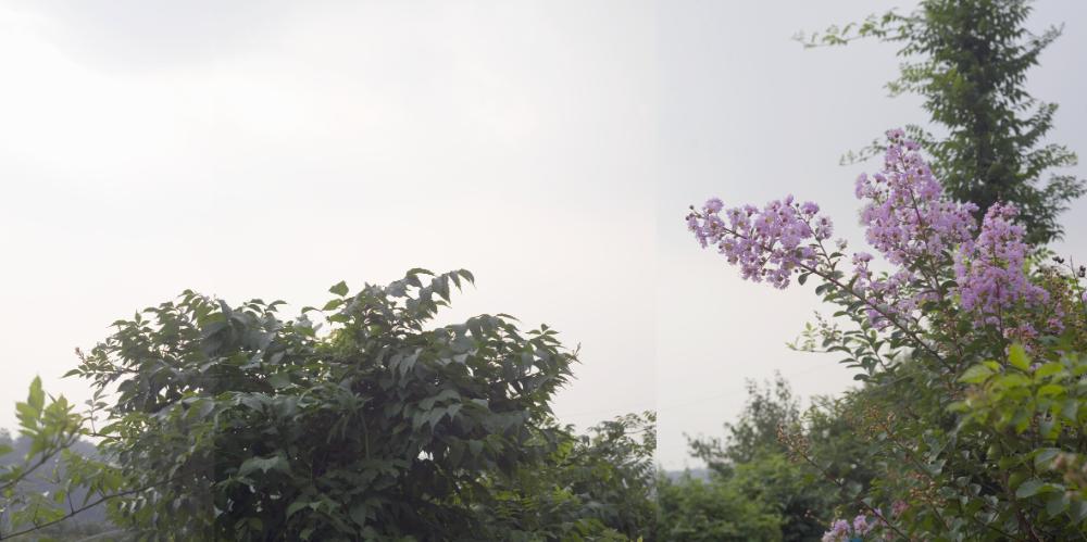 〈은평 뉴타운 - 자주 꽃〉 사진파일 1