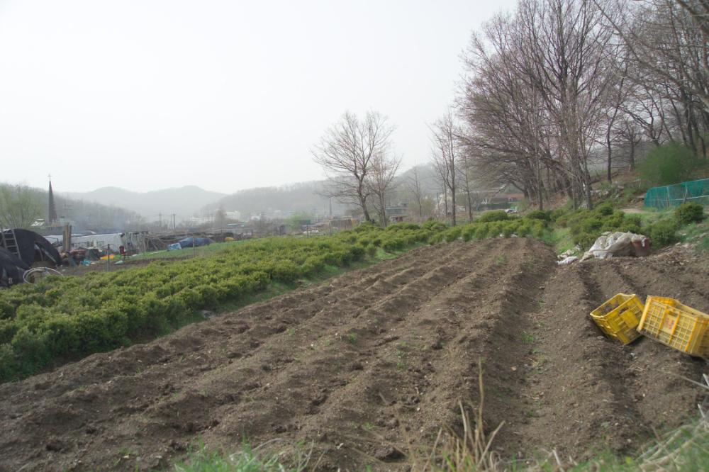 2005년 4월 20일 폭포동 사진, 〈순이〉 연작 일부 사진파일