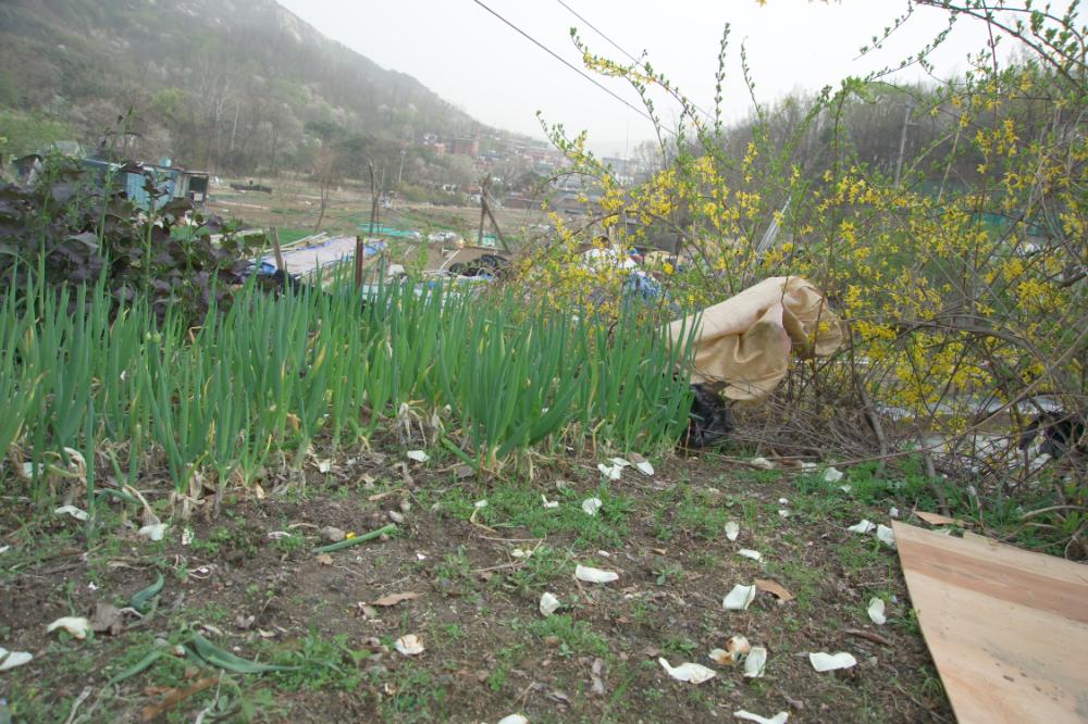 2005년 4월 20일 폭포동 사진, 〈순이〉 연작 일부 사진파일