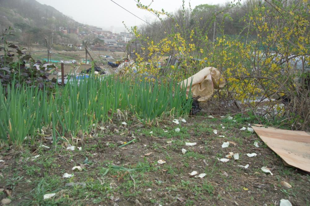 2005년 4월 20일 폭포동 사진, 〈순이〉 연작 일부 사진파일