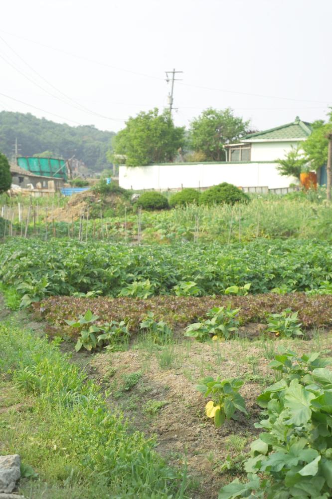 2005년 5월 29일 폭포동 사진, 〈미키네 집〉 연작 일부 사진파일