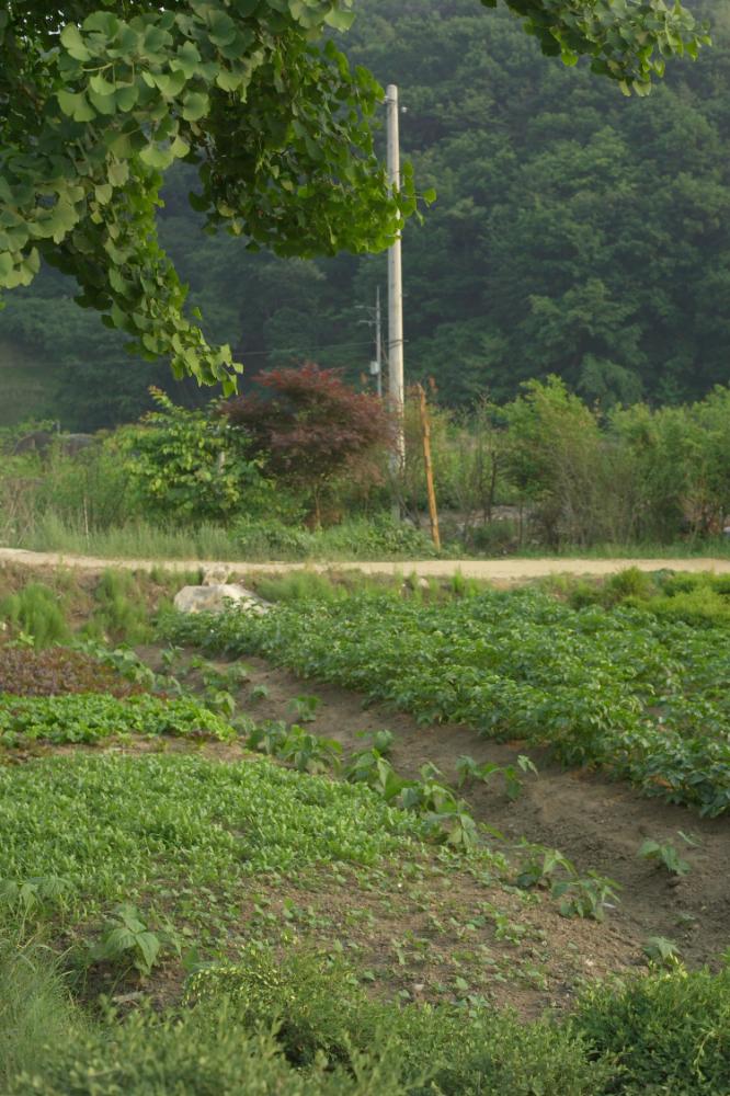 2005년 5월 29일 폭포동 사진, 〈미키네 집〉 연작 일부 사진파일