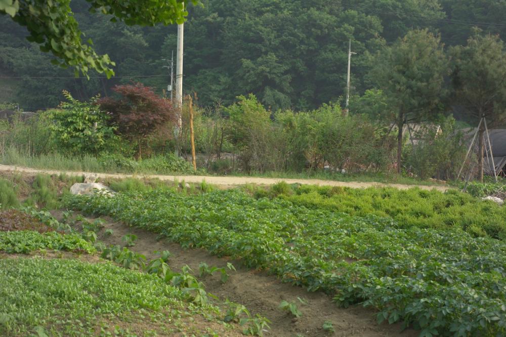 2005년 5월 29일 폭포동 사진, 〈미키네 집〉 연작 일부 사진파일