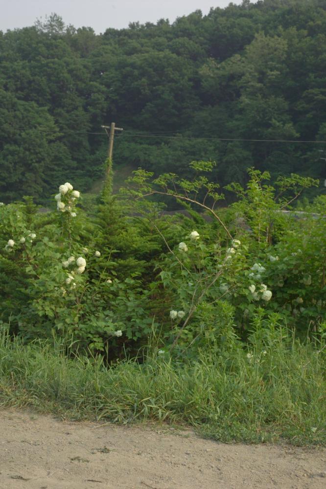 2005년 5월 29일 폭포동 사진, 〈미키네 집〉 연작 일부 사진파일