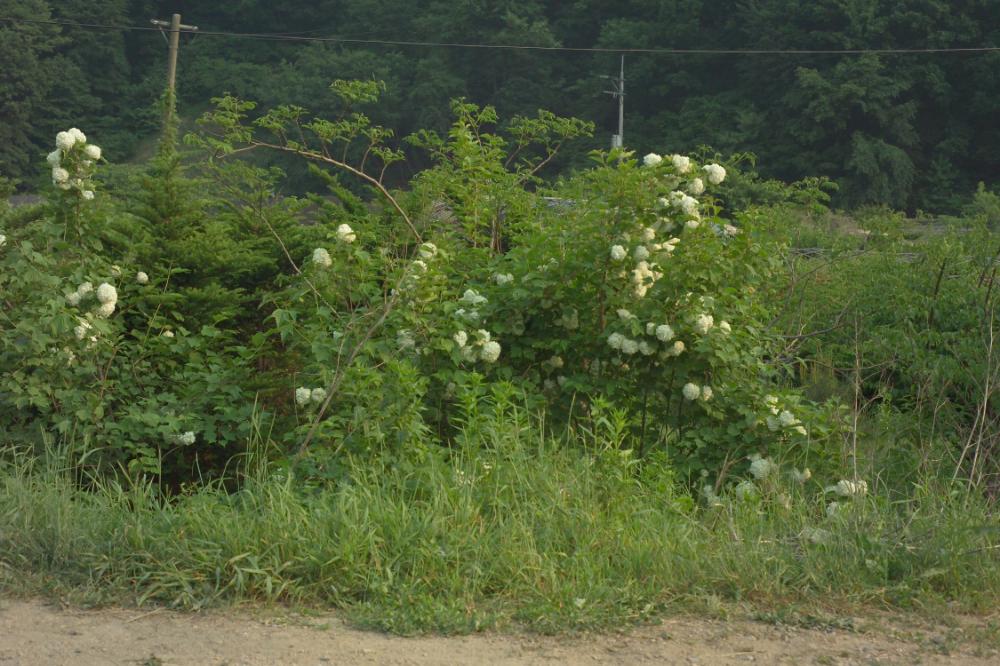 2005년 5월 29일 폭포동 사진, 〈미키네 집〉 연작 일부 사진파일