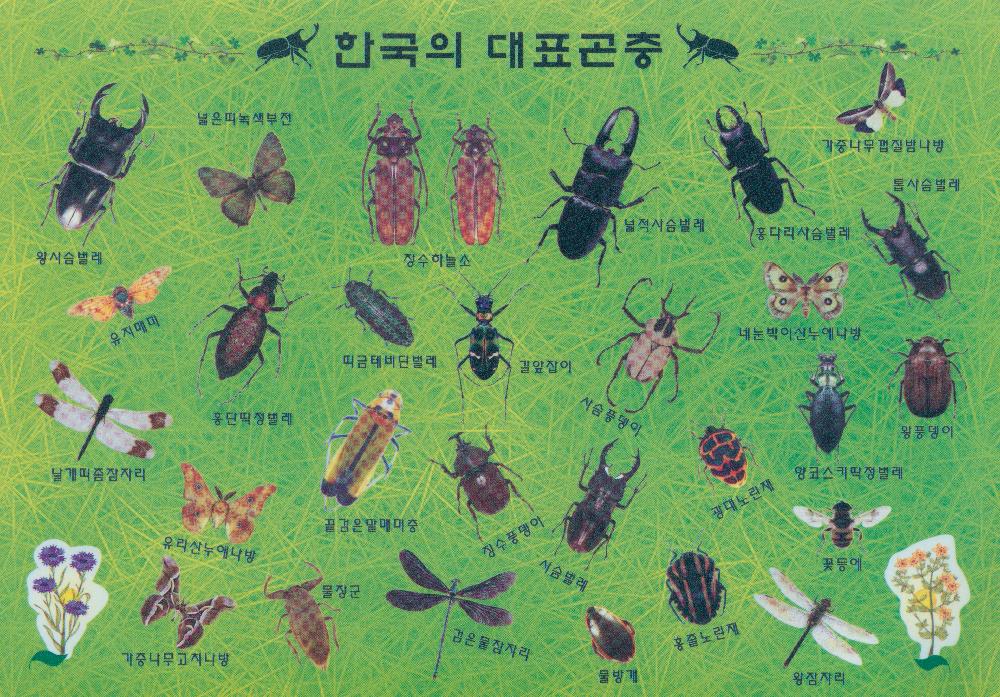 한국의 대표곤충 [책받침] 2