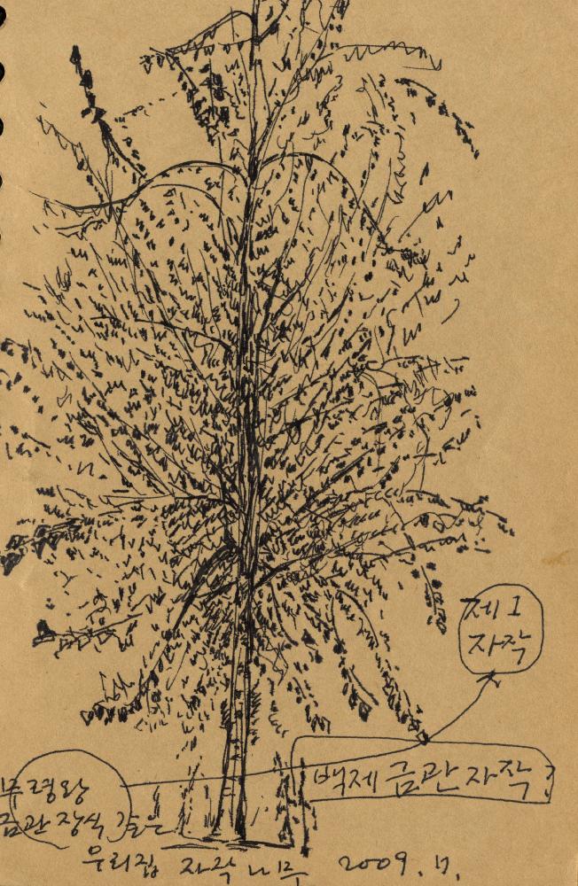2009년 7월 김정헌의 작가노트_식물, 나무 관련 드로잉 및 메모