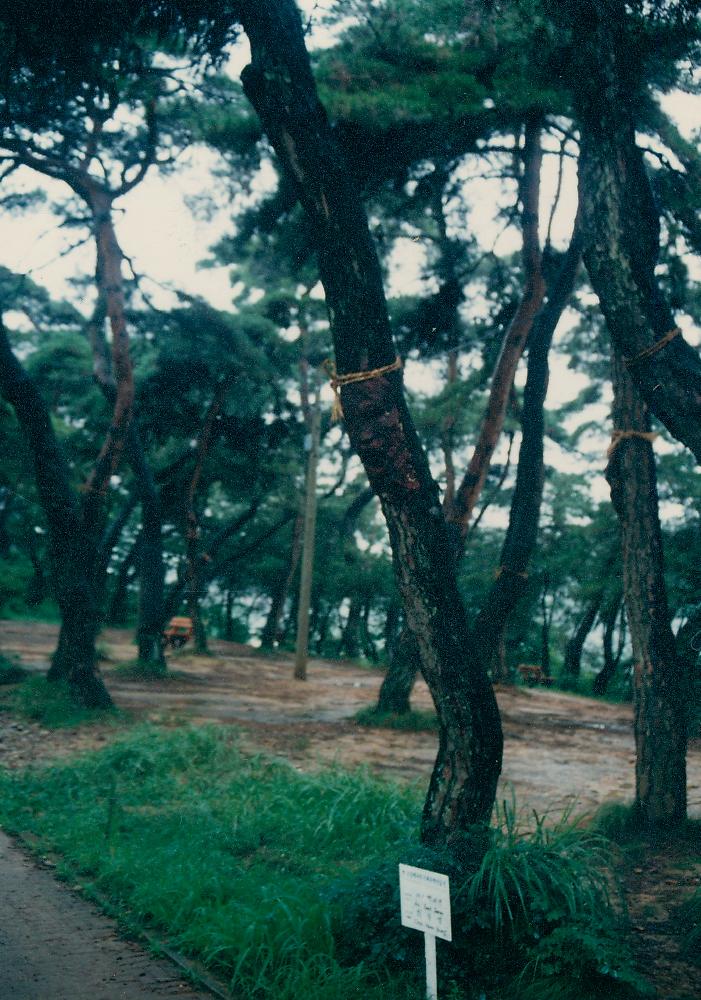 최운영의 설치 작품 촬영 사진 1