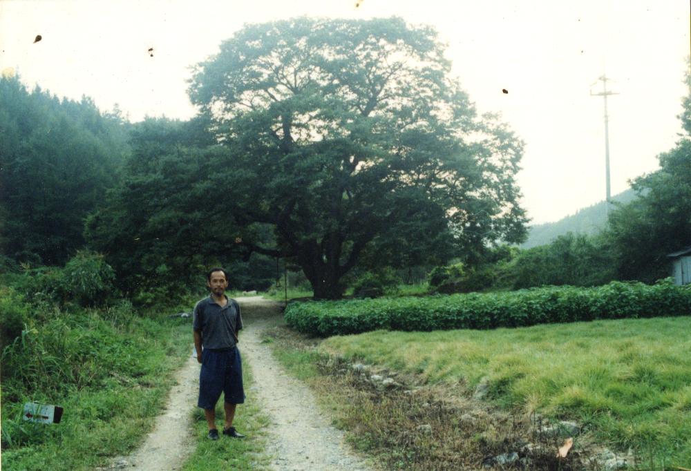 1994년 공주 원골에서 촬영한 정주나무 사진 1