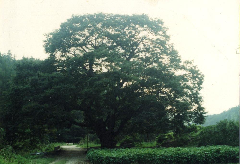 1994년 공주 원골에서 촬영한 정주나무 사진 3