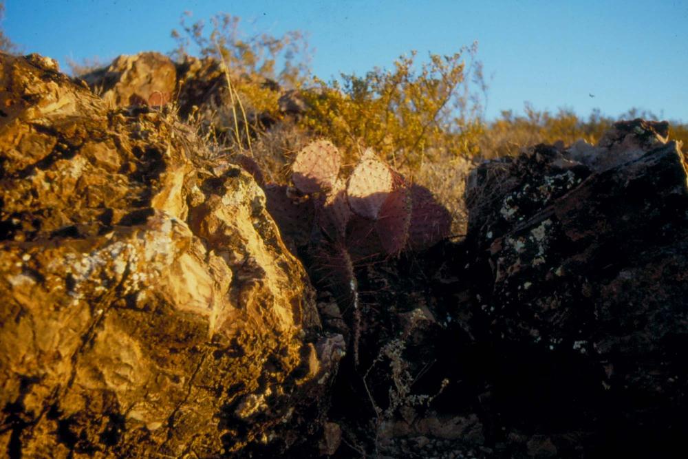 미국 애리조나주에서 촬영한 풍경 사진