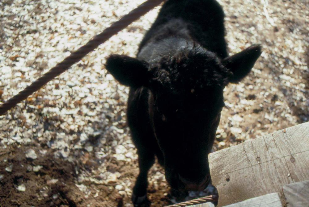 미국 애리조나주에서 촬영한 풍경 사진