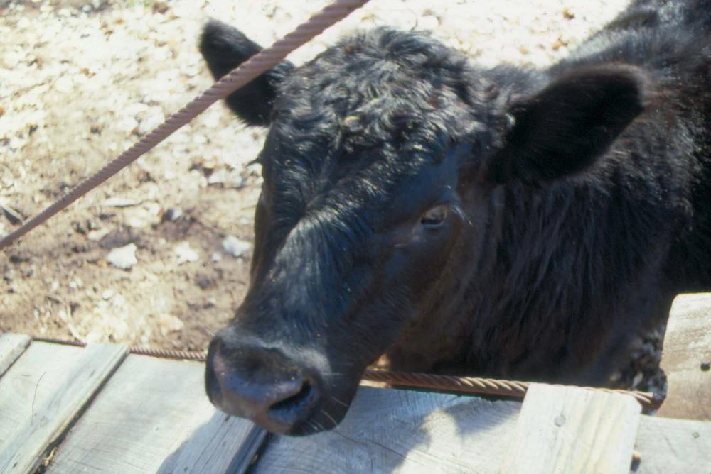 미국 애리조나주에서 촬영한 풍경 사진
