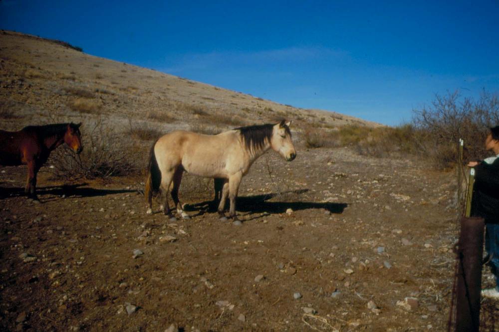 미국 애리조나주에서 촬영한 풍경 사진