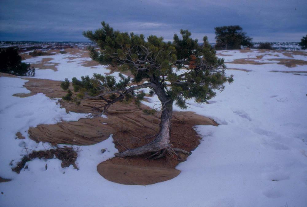 미국 애리조나주에서 촬영한 풍경 사진