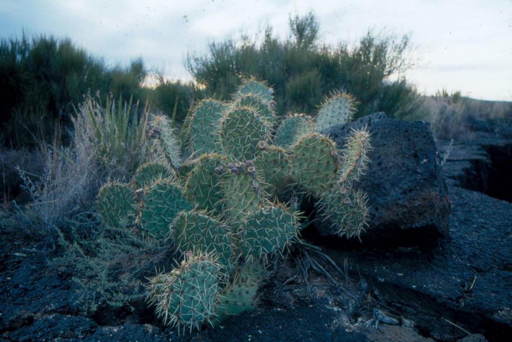 미국 애리조나주에서 촬영한 풍경 사진