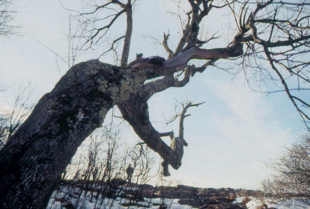미국 애리조나주에서 촬영한 풍경 사진