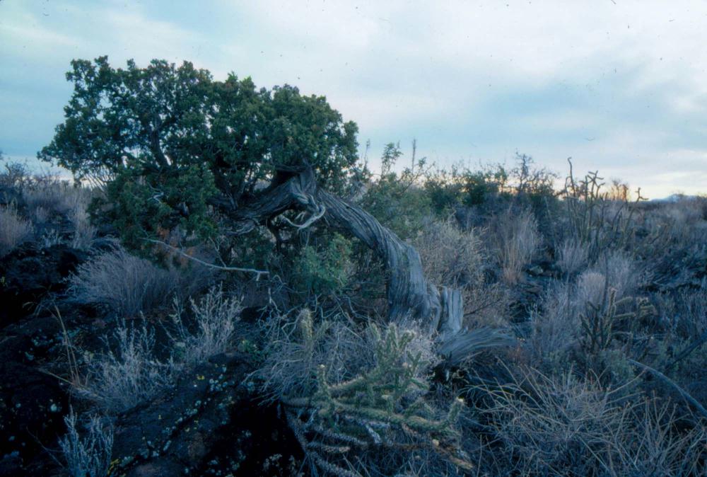 미국 애리조나주에서 촬영한 풍경 사진