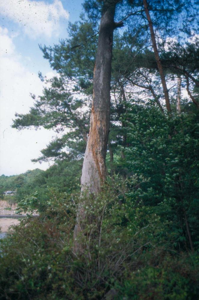 김차섭이 촬영한 국내외 풍경 사진