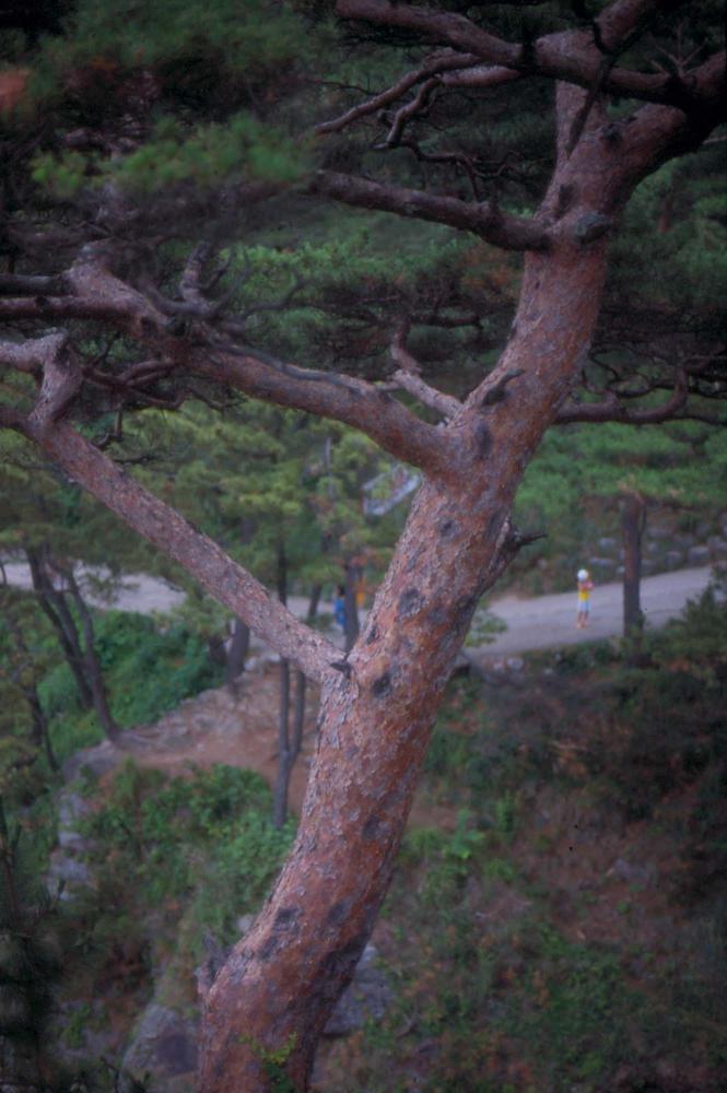 김차섭이 경주 등에서 촬영한 사진 필름