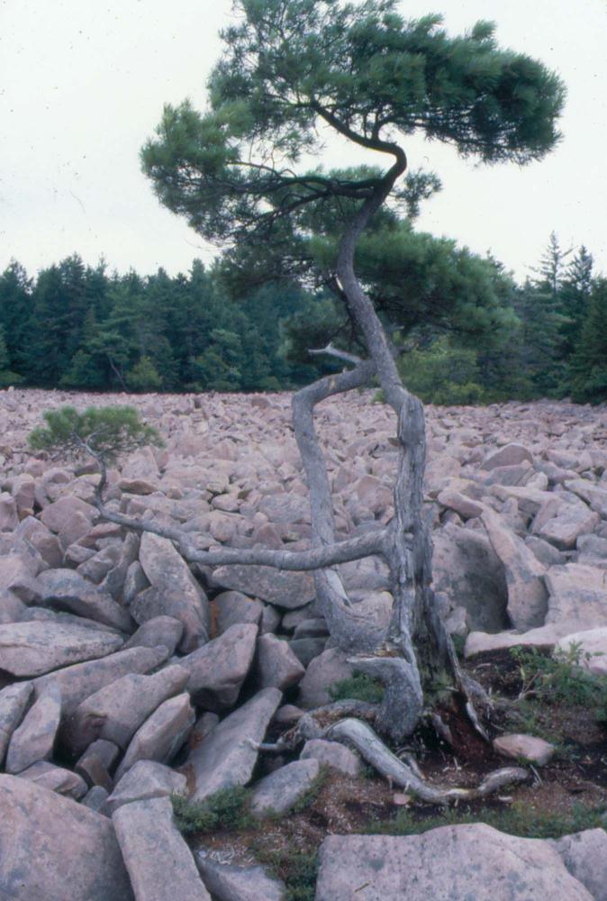 1980년대 김차섭이 촬영한 풍경 사진