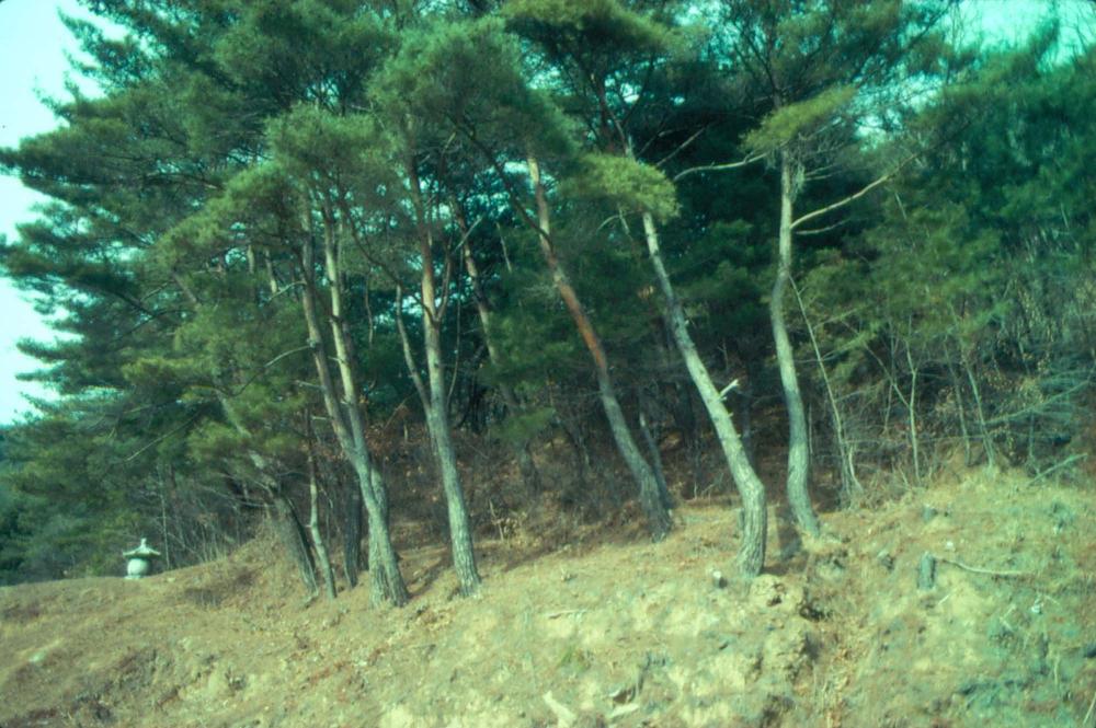 1989년부터 1996년까지 김차섭이 촬영한 풍경사진