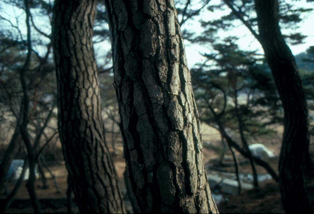 1989년부터 1996년까지 김차섭이 촬영한 풍경사진