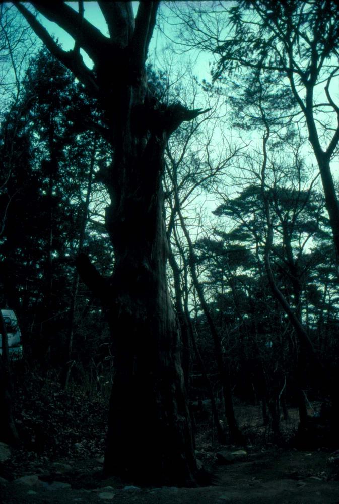 1989년부터 1996년까지 김차섭이 촬영한 풍경사진