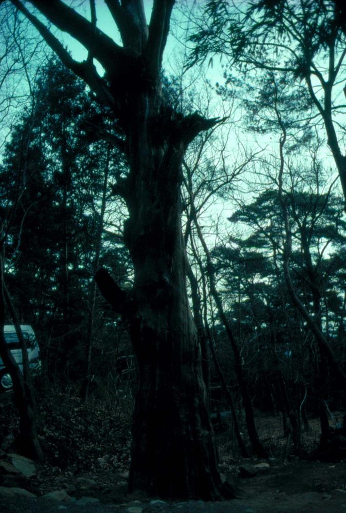1989년부터 1996년까지 김차섭이 촬영한 풍경사진