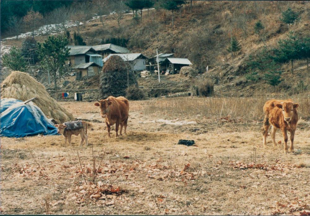 1970년대부터 1990년대까지 김명희, 김차섭 인화사진