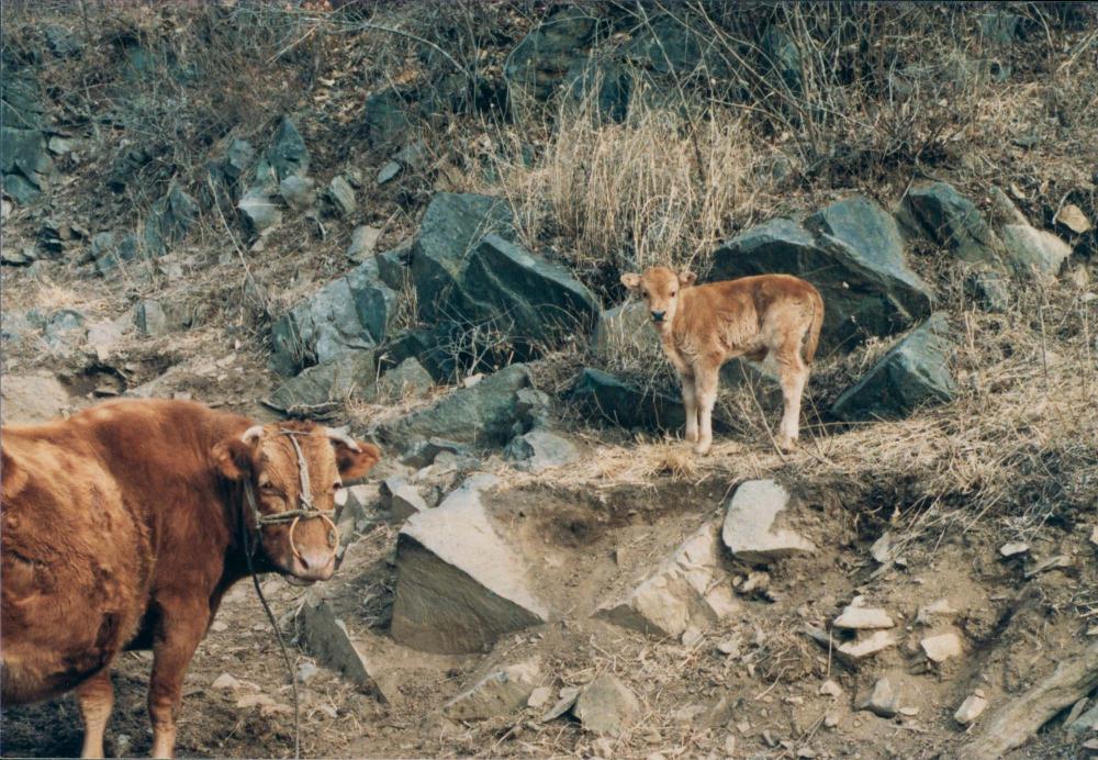1970년대부터 1990년대까지 김명희, 김차섭 인화사진
