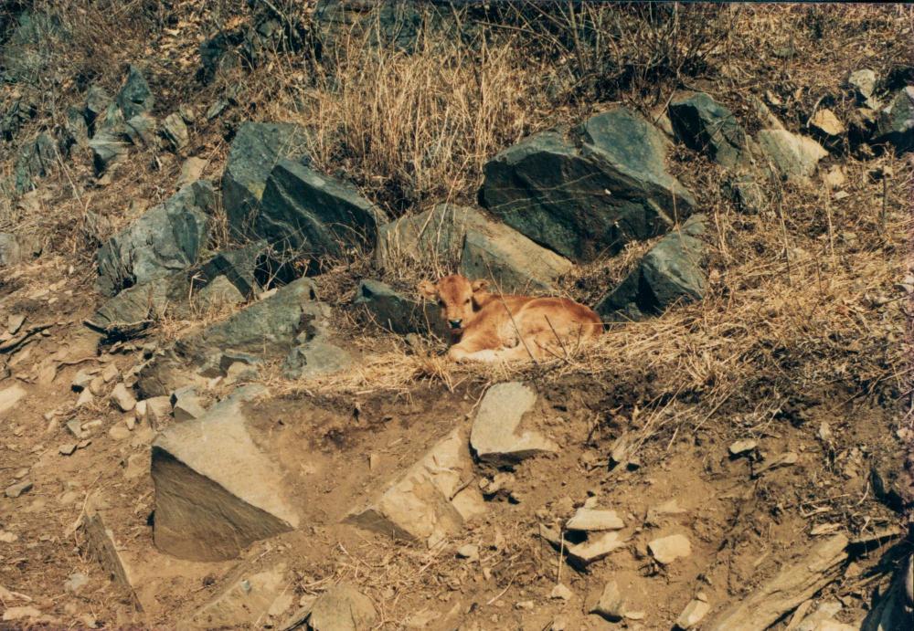 1970년대부터 1990년대까지 김명희, 김차섭 인화사진