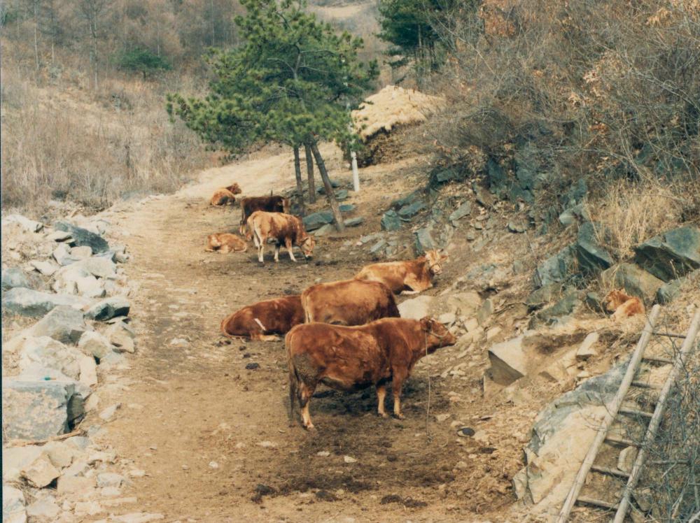 1970년대부터 1990년대까지 김명희, 김차섭 인화사진