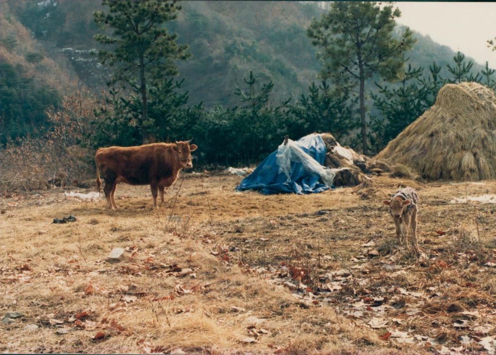 1970년대부터 1990년대까지 김명희, 김차섭 인화사진