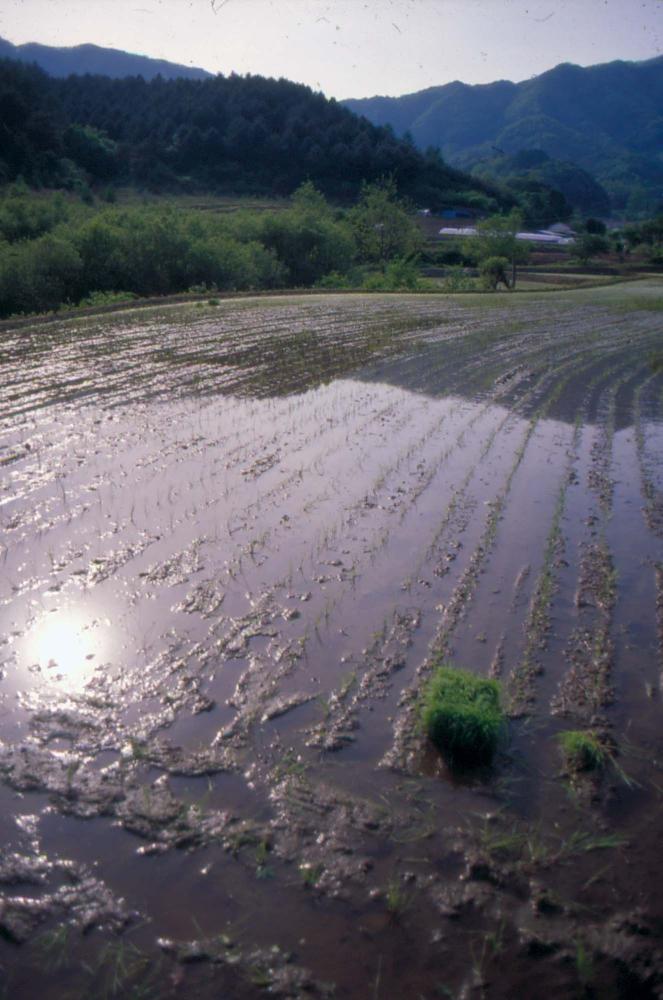 김명희 작품 및 관련 이미지 슬라이드 필름 2