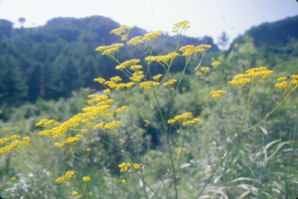 김명희 작품 및 관련 이미지 슬라이드 필름 2