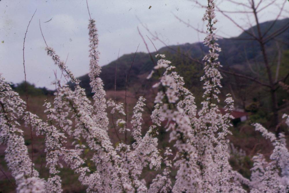 김명희 작품 및 관련 이미지 슬라이드 필름 2